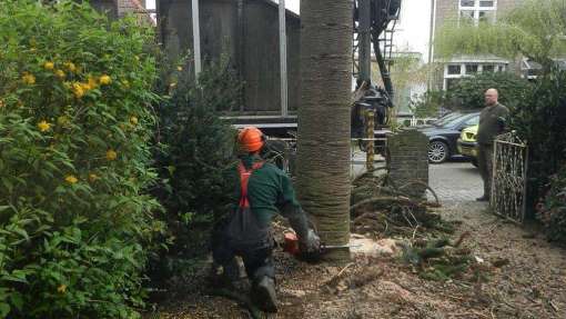 bomen rooien 